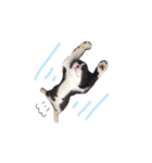 ふうたとしゅんた（こねこ）（個別スタンプ：34）