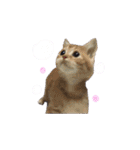 ふうたとしゅんた（こねこ）（個別スタンプ：35）