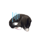 ふうたとしゅんた（こねこ）（個別スタンプ：36）