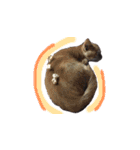 ふうたとしゅんた（こねこ）（個別スタンプ：37）