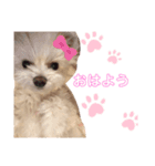 とってもかわいいゆきちゃん（個別スタンプ：1）