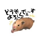 ハムハムきんちゃん（個別スタンプ：1）