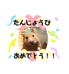 ハムハムきんちゃん（個別スタンプ：9）