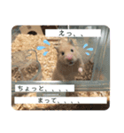 ハムハムきんちゃん（個別スタンプ：11）