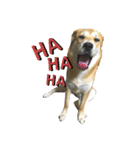 チャロのスタンプ（柴犬×ビーグル）（個別スタンプ：3）