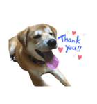 チャロのスタンプ（柴犬×ビーグル）（個別スタンプ：4）