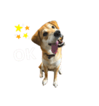 チャロのスタンプ（柴犬×ビーグル）（個別スタンプ：6）