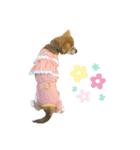 チャロのスタンプ（柴犬×ビーグル）（個別スタンプ：7）
