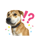 チャロのスタンプ（柴犬×ビーグル）（個別スタンプ：8）