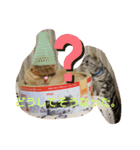 こゆぱと（個別スタンプ：5）