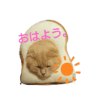 こゆぱと（個別スタンプ：8）