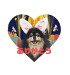 ポメラニアンのジュンおじさん（個別スタンプ：1）