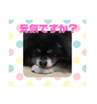 ポメラニアンのジュンおじさん（個別スタンプ：12）