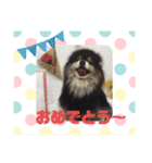 ポメラニアンのジュンおじさん（個別スタンプ：19）