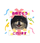 ポメラニアンのジュンおじさん（個別スタンプ：21）