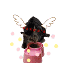 あたしのネコちゃん（個別スタンプ：5）
