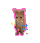 あたしのネコちゃん（個別スタンプ：15）