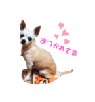 We love Chip（個別スタンプ：2）