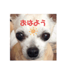 We love Chip（個別スタンプ：3）