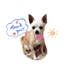 We love Chip（個別スタンプ：5）