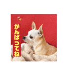 We love Chip（個別スタンプ：6）