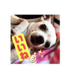 We love Chip（個別スタンプ：7）