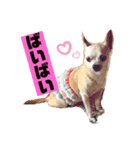 We love Chip（個別スタンプ：10）