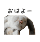 かわいい♡ねこちゃんの癒しスタンプ（個別スタンプ：1）