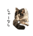 かわいい♡ねこちゃんの癒しスタンプ（個別スタンプ：3）