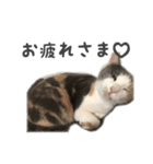 かわいい♡ねこちゃんの癒しスタンプ（個別スタンプ：4）