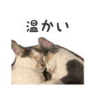 かわいい♡ねこちゃんの癒しスタンプ（個別スタンプ：6）