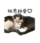 かわいい♡ねこちゃんの癒しスタンプ（個別スタンプ：7）