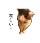 かわいい♡ねこちゃんの癒しスタンプ（個別スタンプ：9）