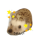 おせち一家（個別スタンプ：9）