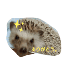おせち一家（個別スタンプ：10）