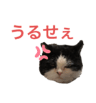 ranran_20200116004105（個別スタンプ：11）