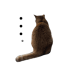 のらねこ見つけた（個別スタンプ：1）