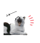 のらねこ見つけた（個別スタンプ：5）