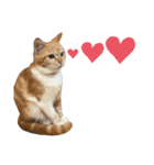 のらねこ見つけた（個別スタンプ：11）