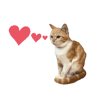 のらねこ見つけた（個別スタンプ：12）