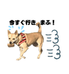 愛犬元気（個別スタンプ：1）