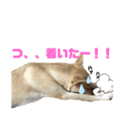 愛犬元気（個別スタンプ：2）