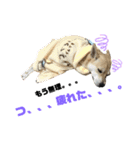 愛犬元気（個別スタンプ：3）