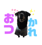 愛犬元気（個別スタンプ：4）