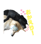 愛犬元気（個別スタンプ：5）