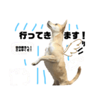 愛犬元気（個別スタンプ：6）