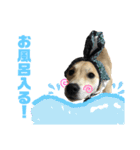 愛犬元気（個別スタンプ：7）