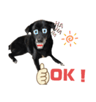 愛犬元気（個別スタンプ：9）