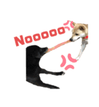 愛犬元気（個別スタンプ：10）