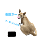 愛犬元気（個別スタンプ：11）